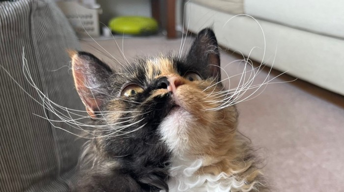 エカちゃんのおヒゲのアップ