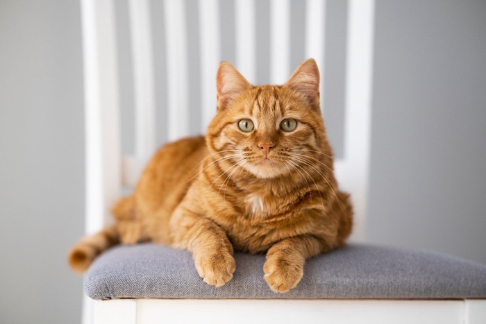 茶猫 