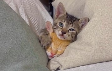 くっついてくつろぐ2匹の子猫