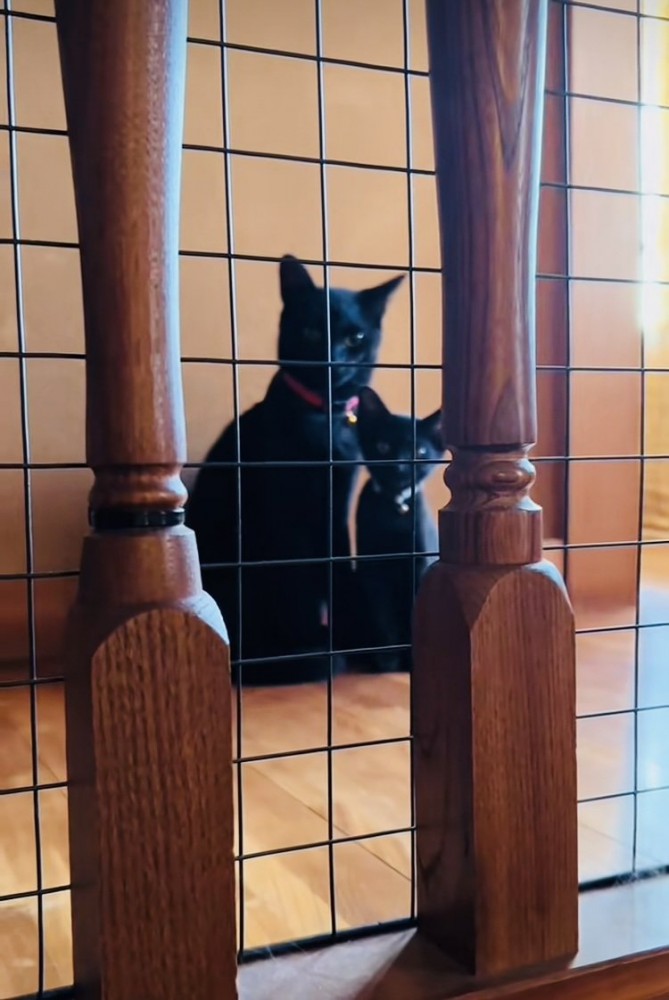 階段の上でパパを出迎える2匹の黒猫