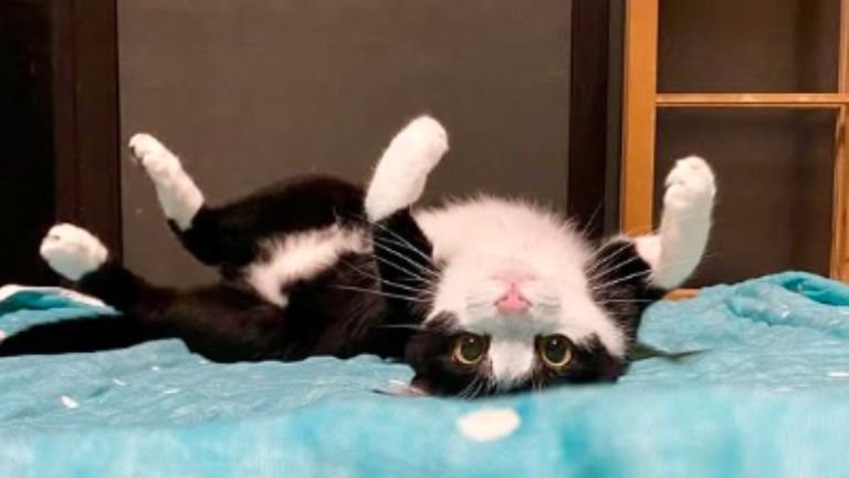 寝転がっている猫