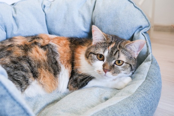 猫用ベッドの中の猫