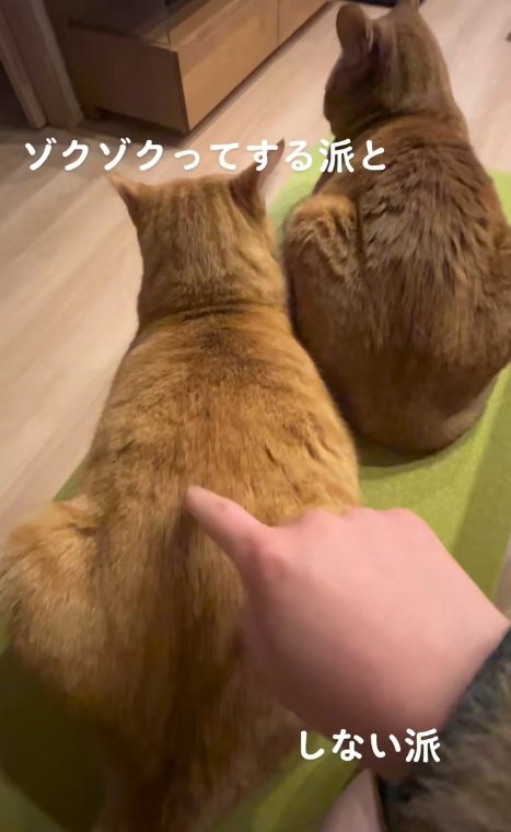 背中をつつくが左側の猫は無反応