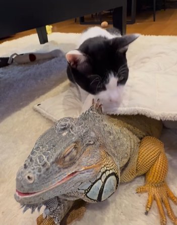 イグアナのタテガミを奥歯で噛む猫