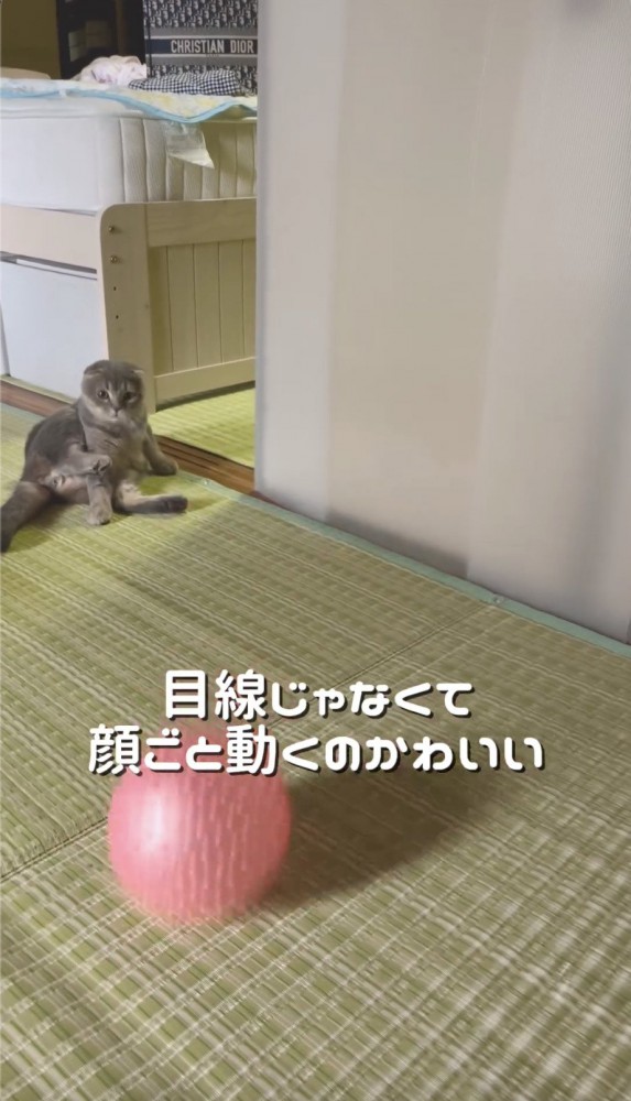 ボールを見ながら顔が動く猫