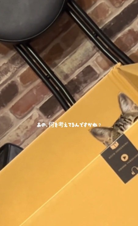 段ボールに入って耳だけだしている猫