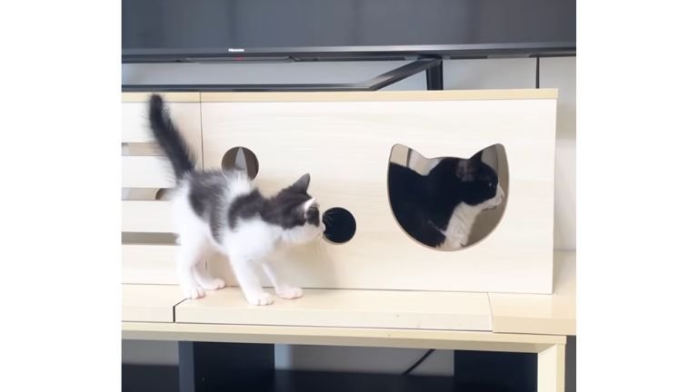 室内にいる猫たち