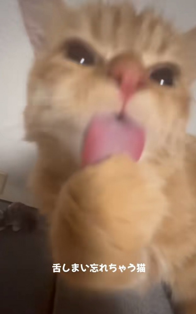 毛づくろいする猫