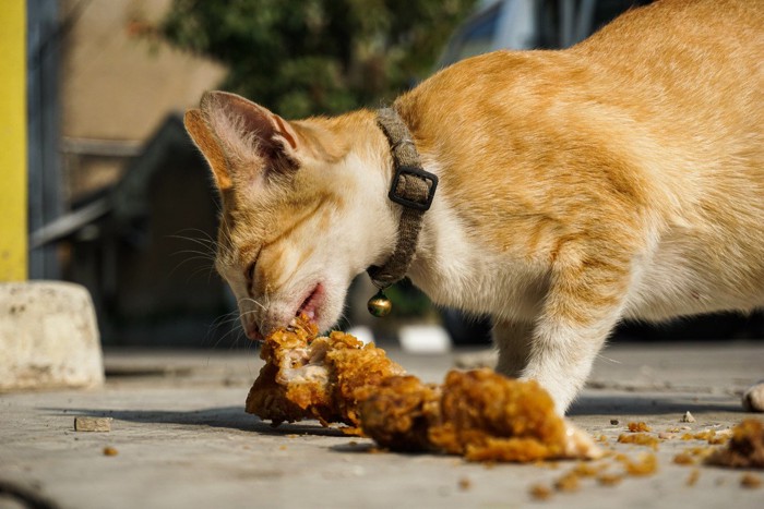 フライドチキンを食べる猫