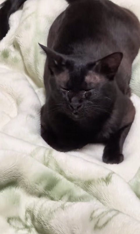 目を瞑っている猫のアップ