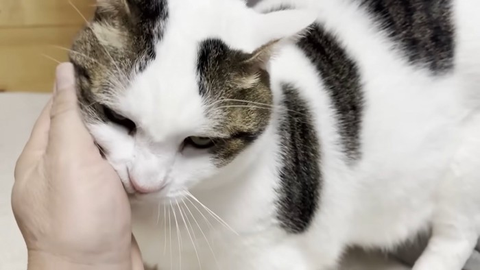左手に頬を寄せる猫ちゃん