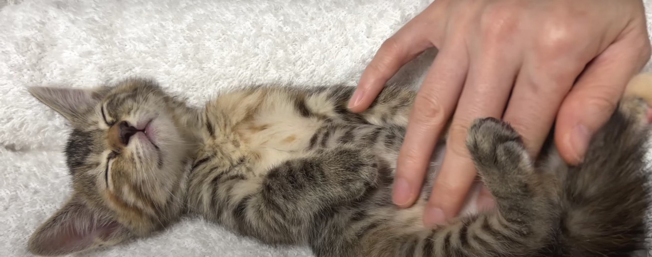 膝の上で寝ている子猫