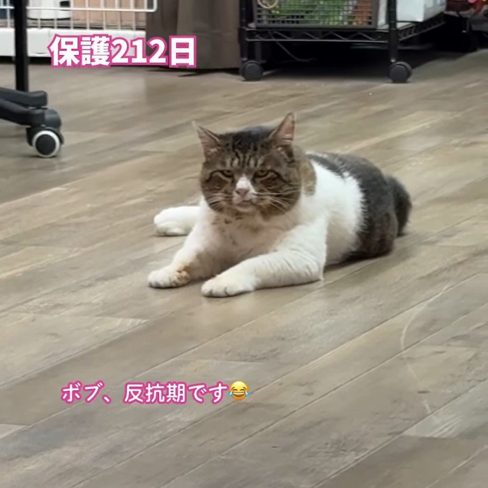 床でくつろぐ猫