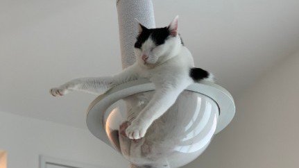 キャットタワーで腕を伸ばす白黒猫