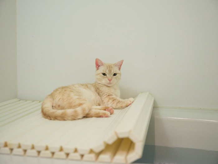 風呂場の猫