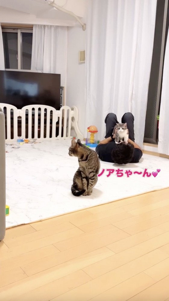 飼い主さんの上に乗る猫と様子をみる猫