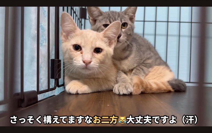 怖がる猫