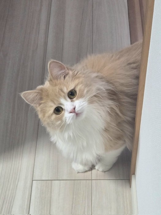 ひょっこり姿を現す猫のマシュちゃん