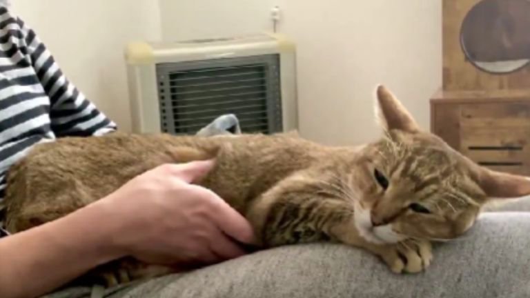 膝の上で眠る猫
