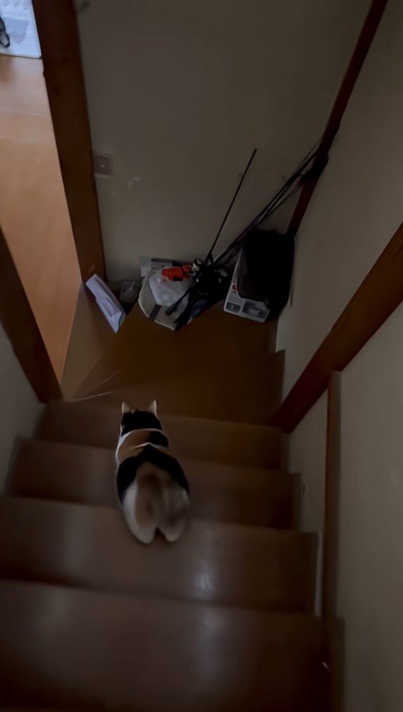 階段を降りる様子