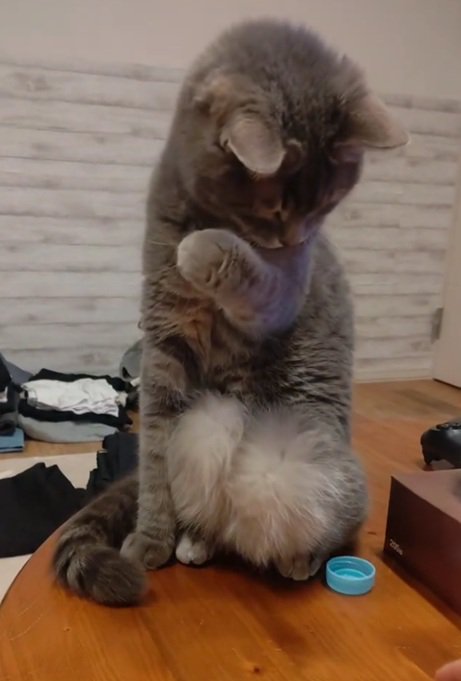 上品な猫