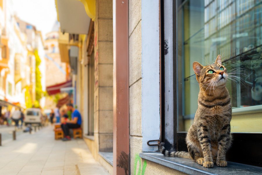 店の外にたたずむ猫