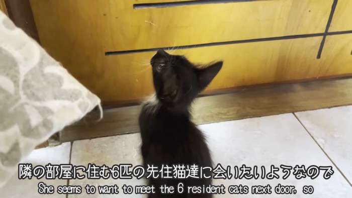 ドアの前に座る子猫