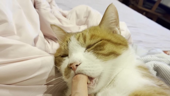 大人クラくんのアップ