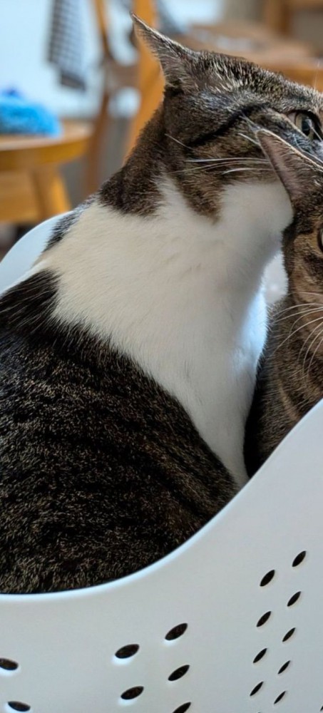 バスケットに入る猫