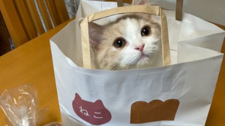 紙袋に入る猫