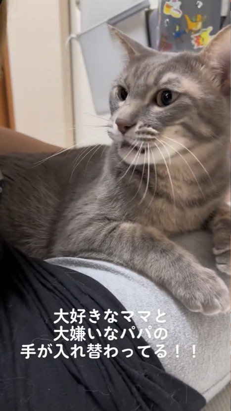 なく猫