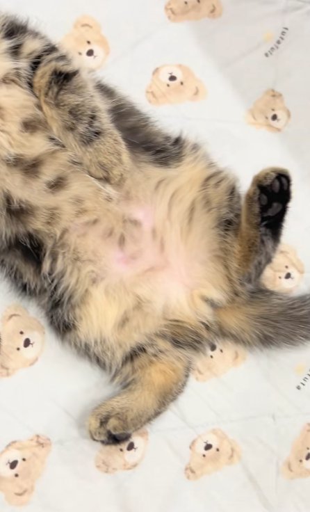 仰向けの猫のお腹