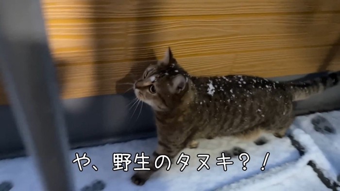 や、野生のタヌキ？！