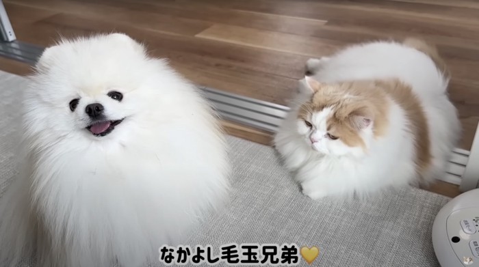 笑顔の犬とねそべる猫