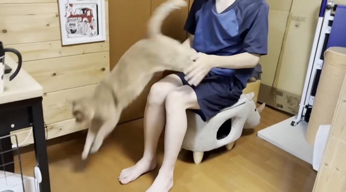 抱っこされていやがる猫