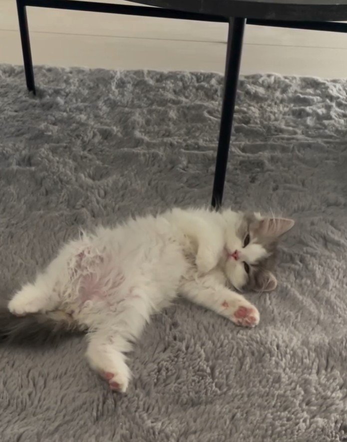 眠そうな転がる猫