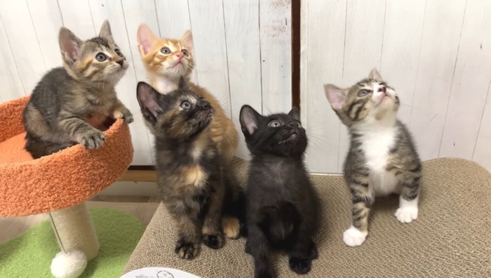 見上げる子猫たち