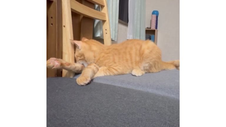 椅子の上の猫