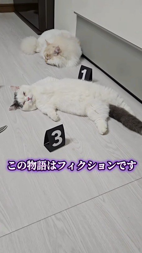 うっすら目を開けて飼い主を見つめる猫