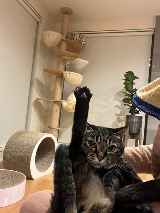 片足を高く上げる猫