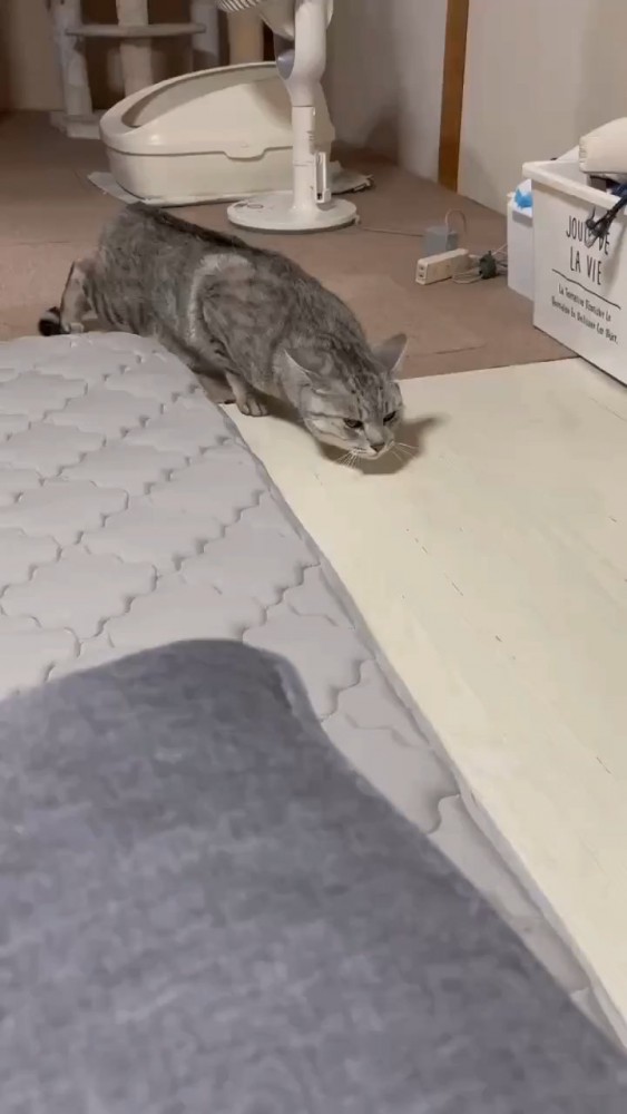 体を低くする猫