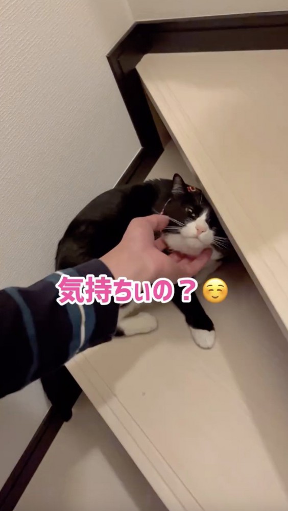 首元をさすられる猫