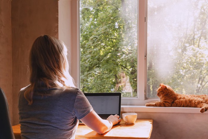 ほどよい距離でくつろぐ猫