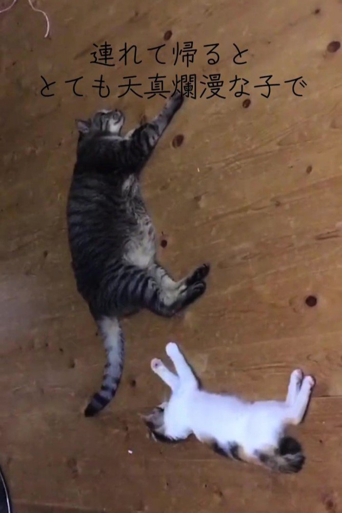 寝そべる2匹の猫