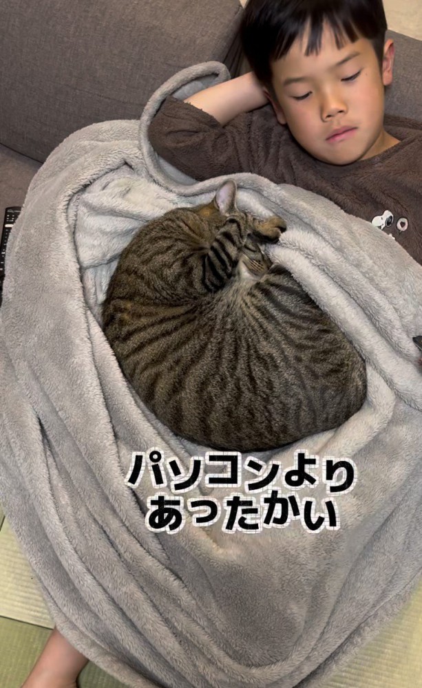 男の子の上で寝る猫