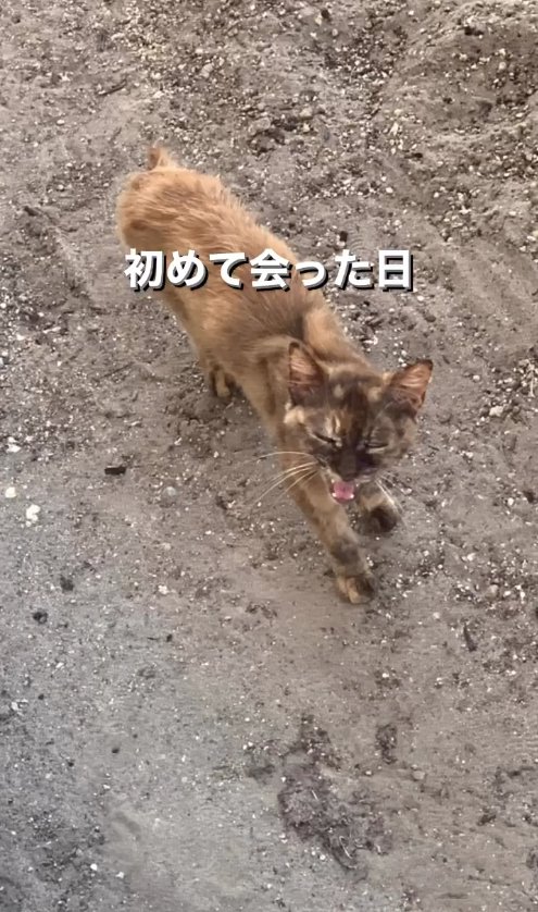 目を閉じて口を開けている外にいる猫