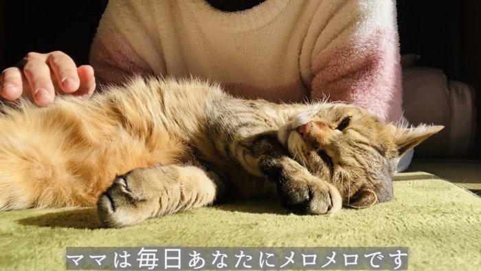 ママに撫でられるサビ猫