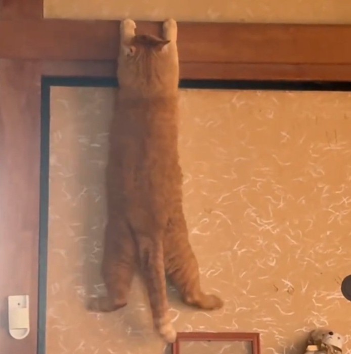 落ちそうになる猫