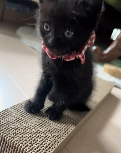 爪とぎの上に座っている黒猫