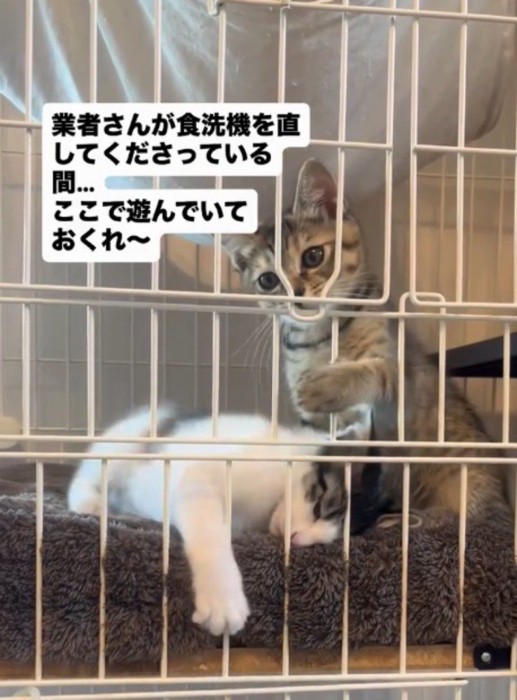 ケージの中から猫じゃらしを見つめる子猫